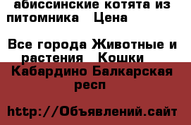 абиссинские котята из питомника › Цена ­ 15 000 - Все города Животные и растения » Кошки   . Кабардино-Балкарская респ.